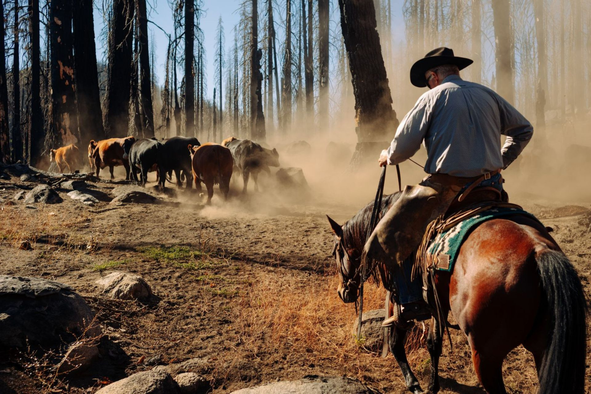 Remnants Gallery Image #4